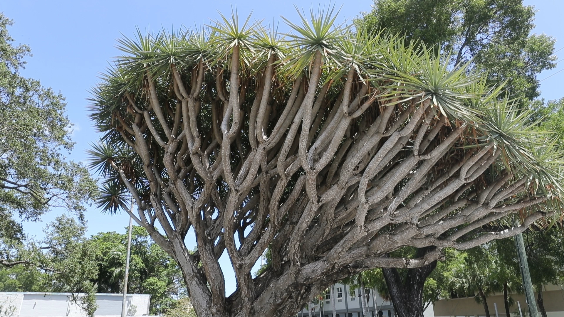 Rare Dragon Blood Tree Must Come Down Fort Lauderdale Told South Florida Sun Sentinel South Florida Sun Sentinel