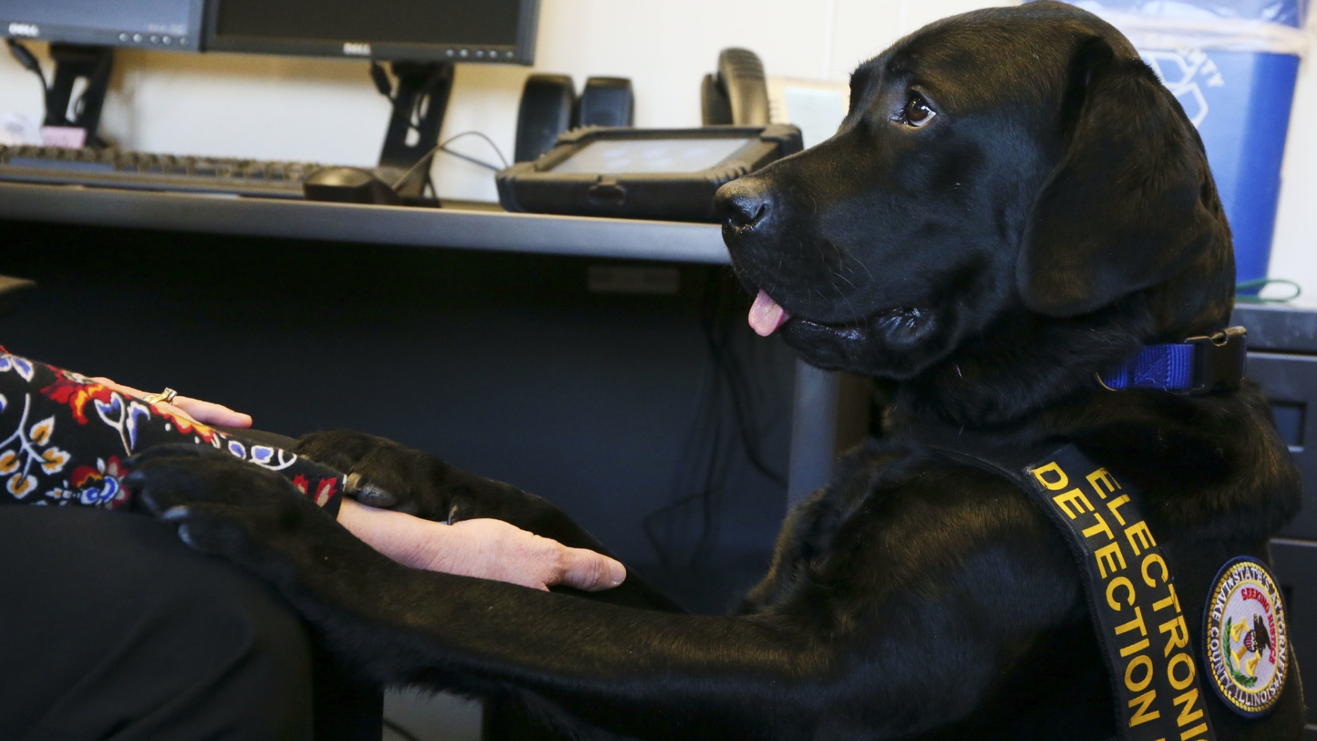 Dogs that can sniff out electronic devices enlisted in the fight ...