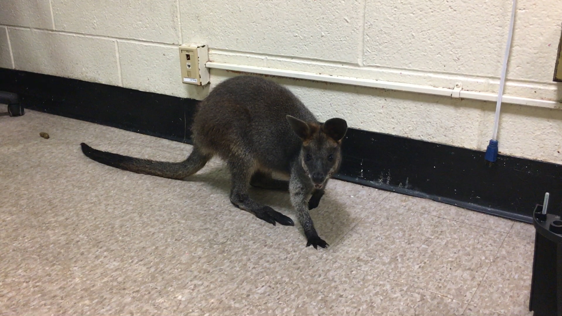 Crikey Wallaby Surrendered To An Nyc Animal Shelter New York Daily News,Chicken Marinade Sauce Bottle