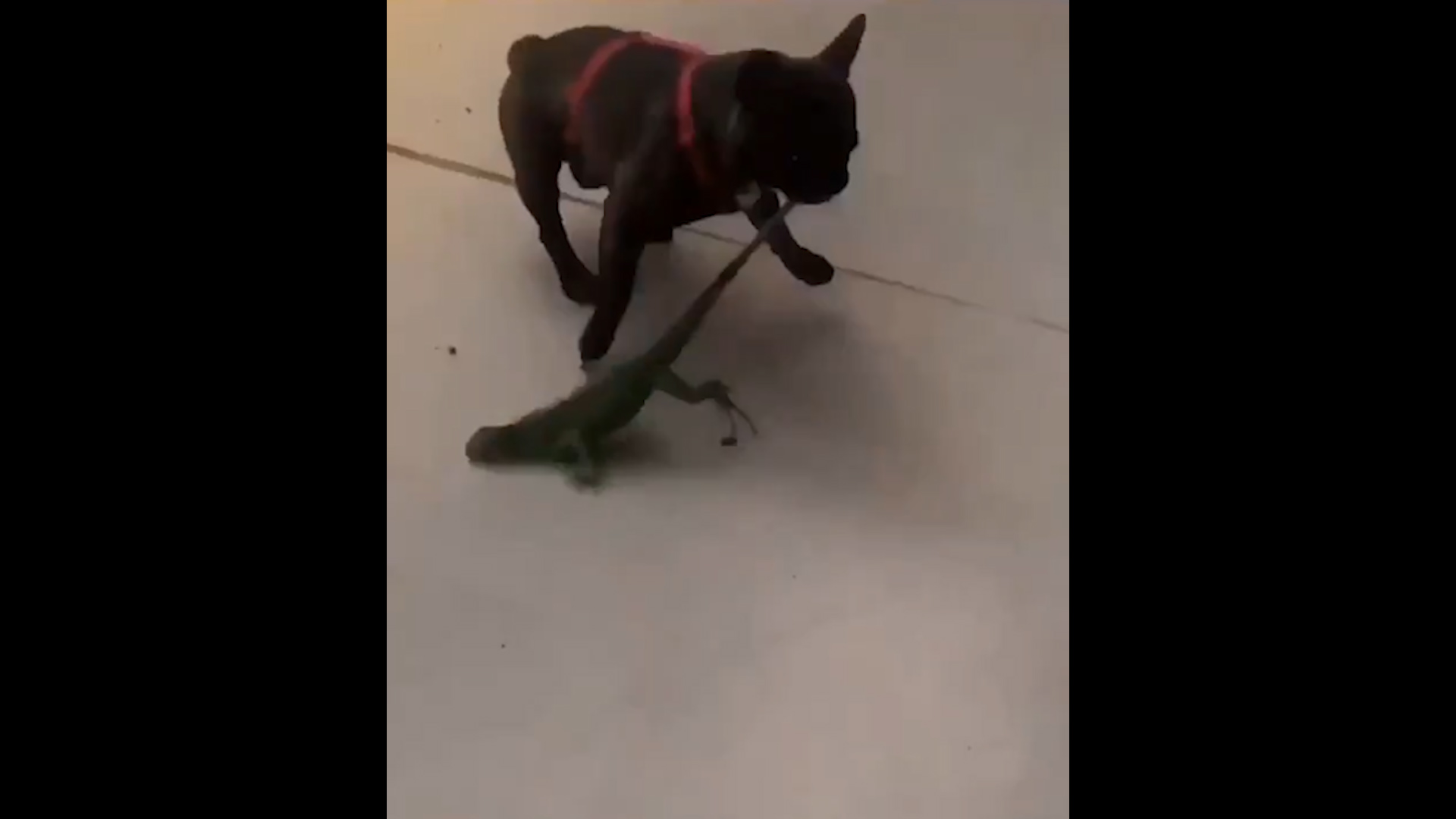 are iguanas afraid of dogs