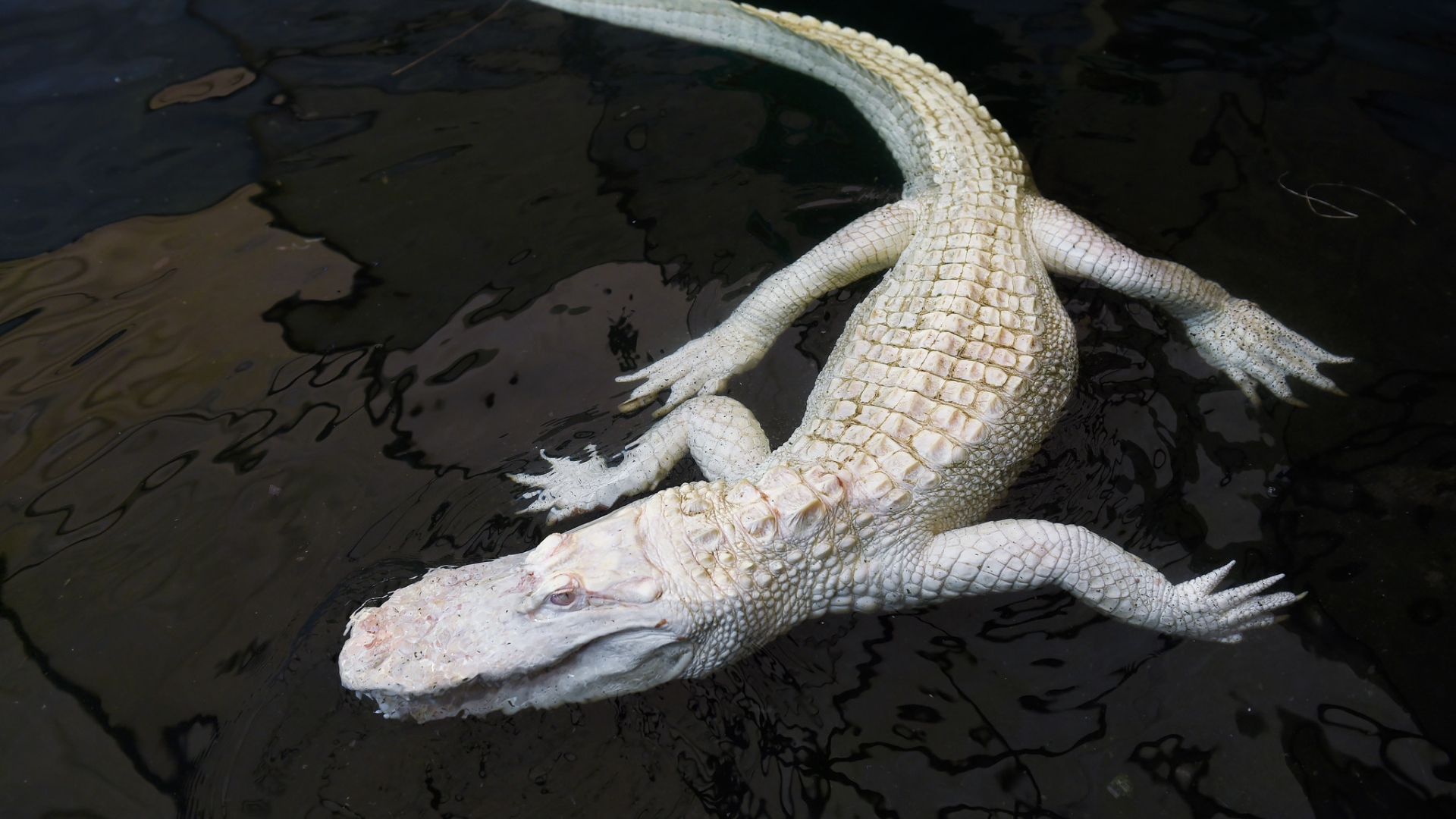 albino alligator stuffed animal