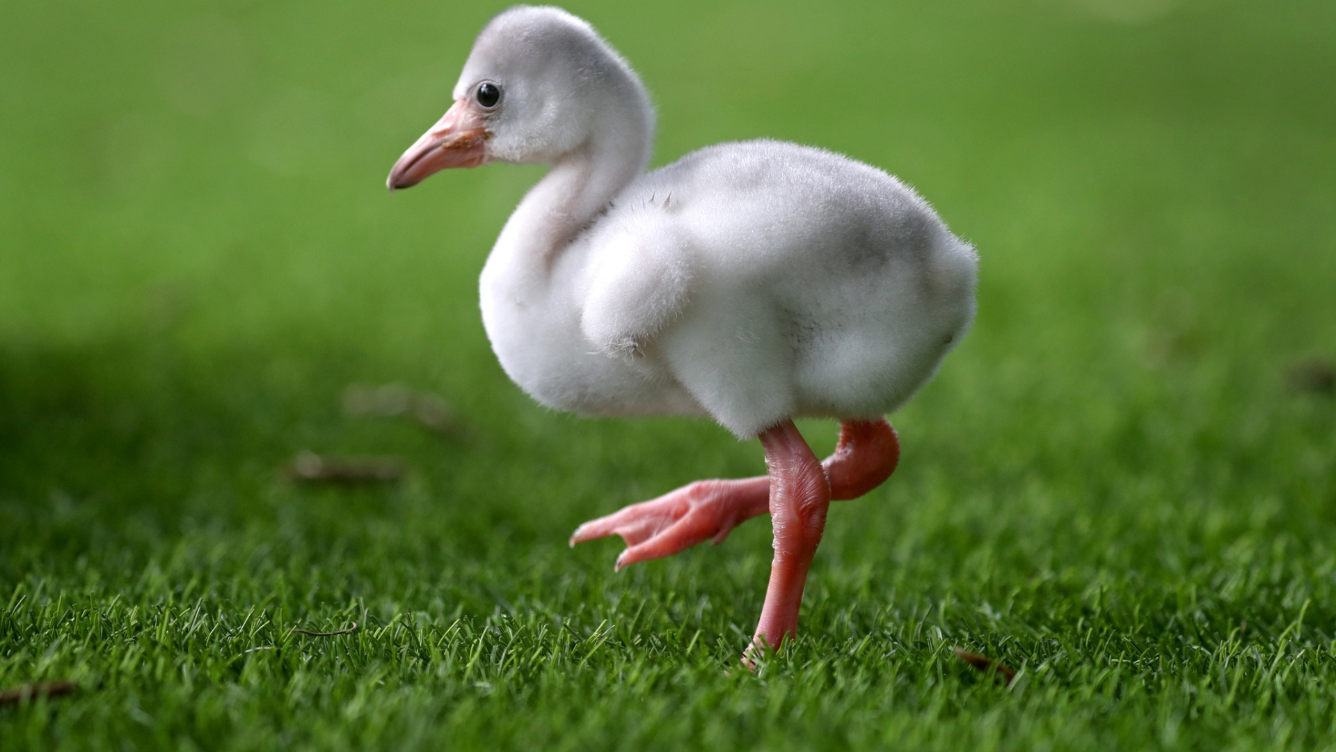 First Look Flamingo Gardens Baby Jane Born Aug 1 Can Stand On