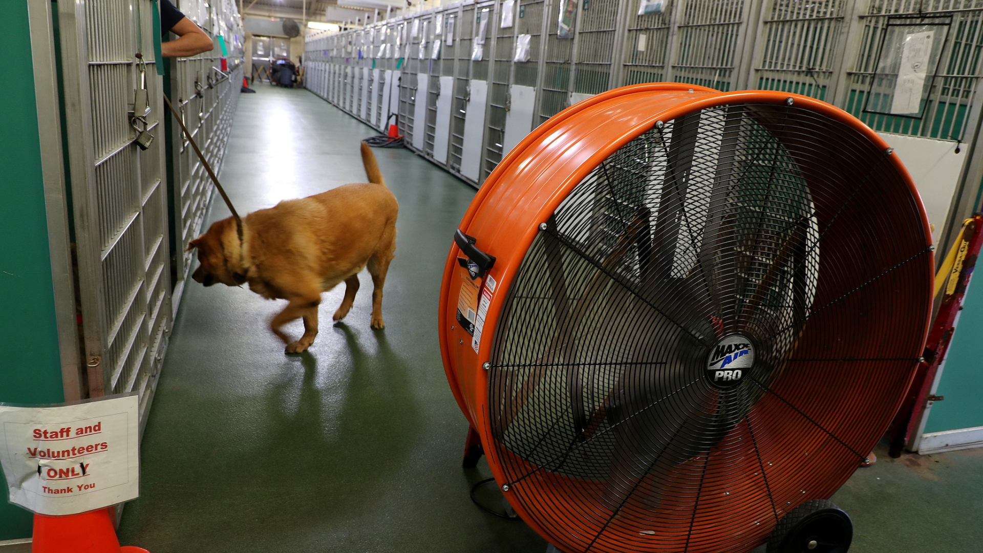 Do dogs need air-conditioning? Animal lovers pressure county to end cooling  by fans – Sun Sentinel