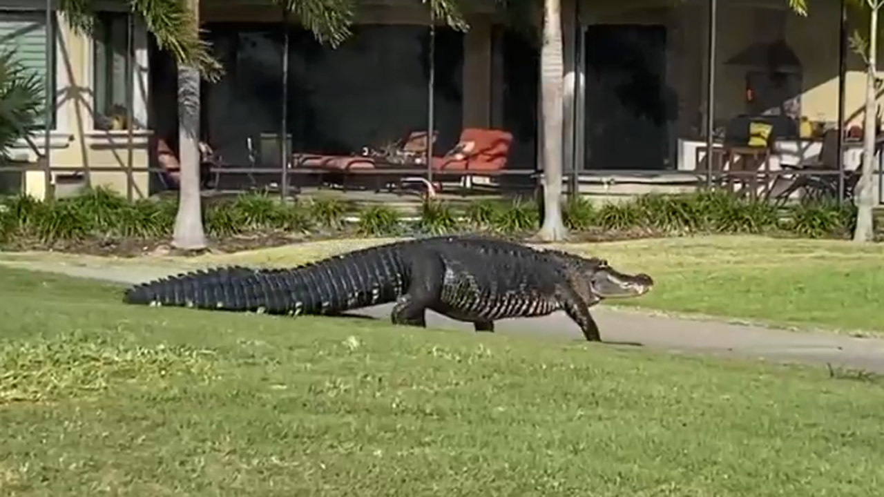 Video captures massive alligator out for stroll on Central Florida golf  course - Orlando Sentinel