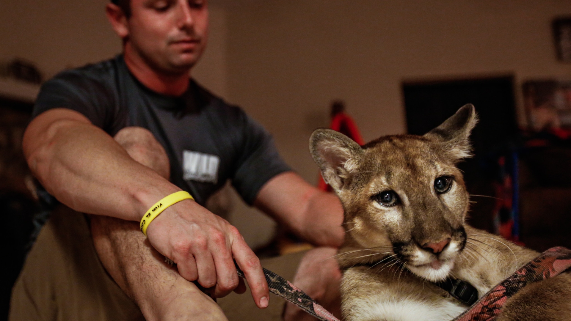 A young Florida panther bonds with her trainer – Orlando Sentinel